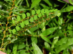 Image de Phyllanthus caroliniensis subsp. caroliniensis