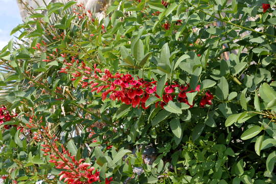 Imagem de Erythrina crista-galli L.