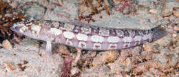 Image of Reticulated sandperch