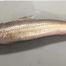 Image of Lance lizardfish