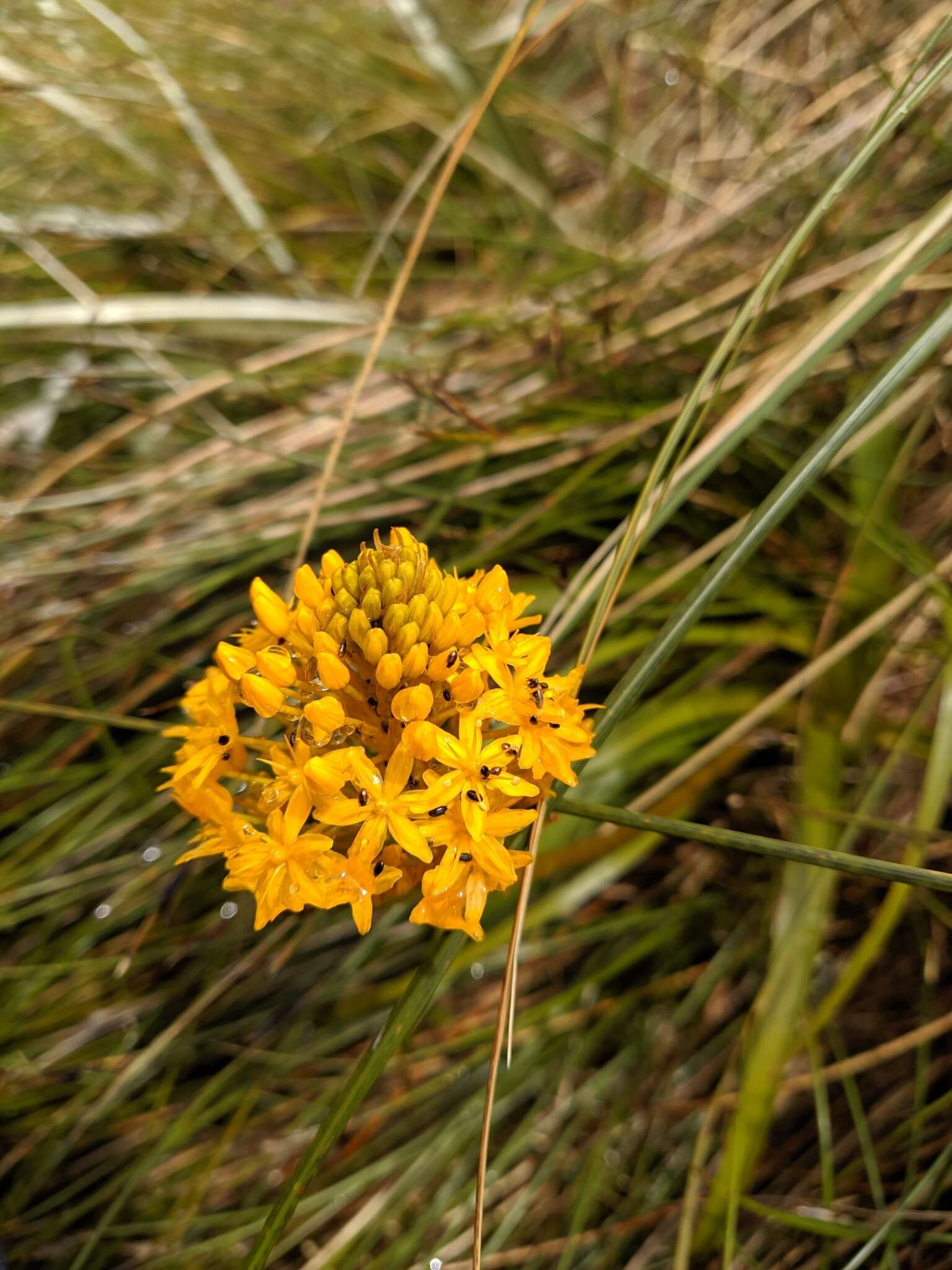 Image of Bulbinella gibbsii var. balasifera L. B. Moore