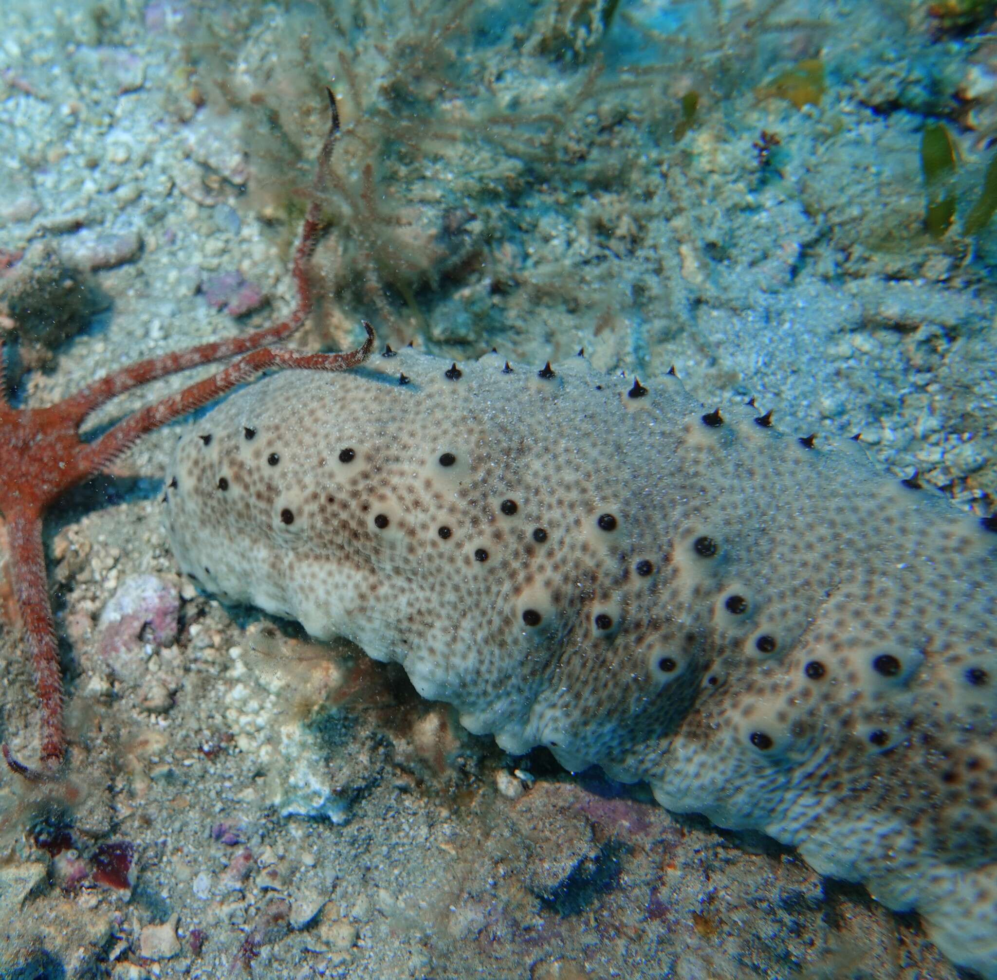 Image de Notostichopus ludwigi (Erwe 1913)