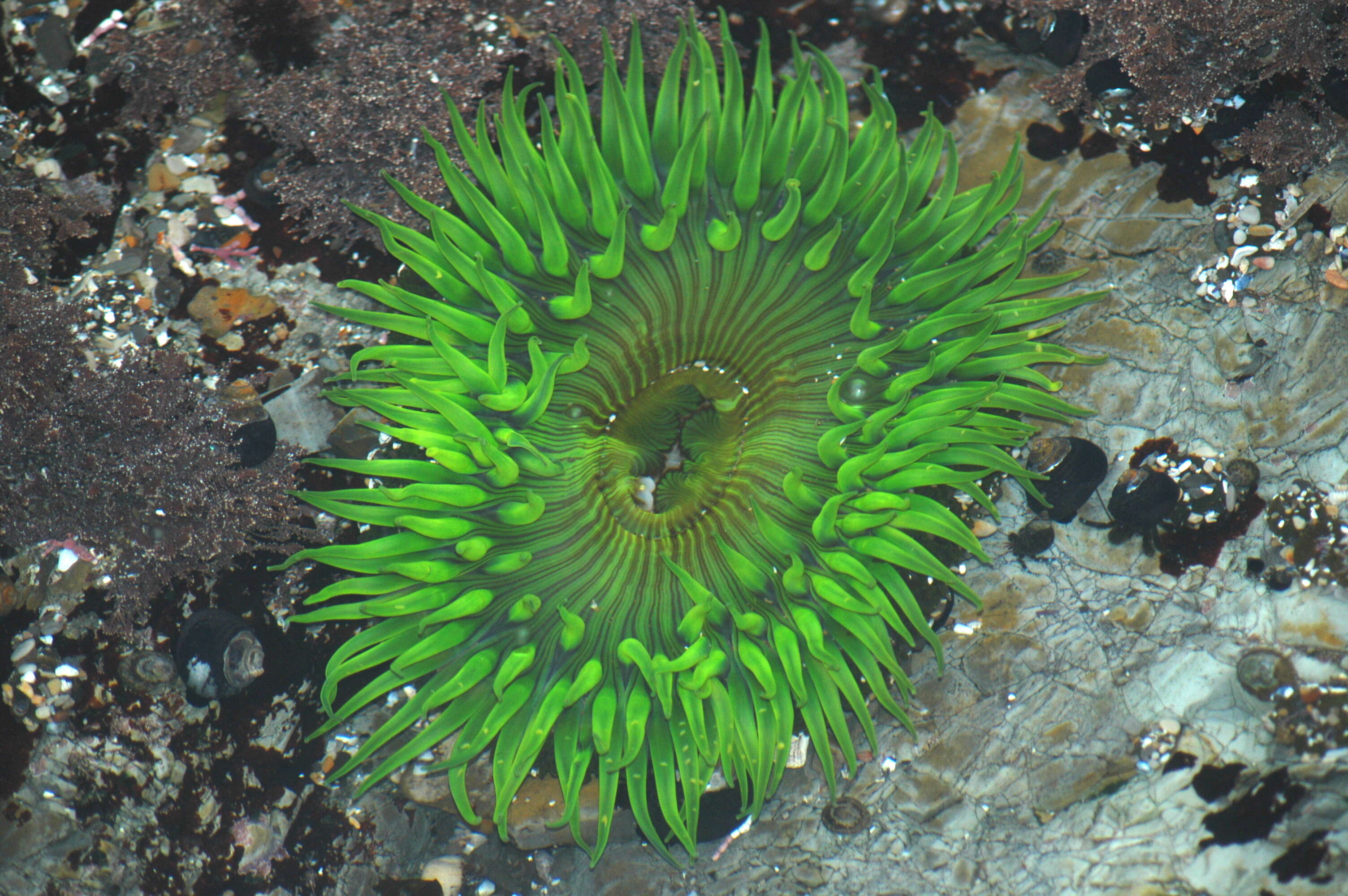 Image of Starburst anemone