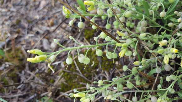 Image of Physaria arenosa (Richardson) O'Kane & Al-Shehbaz