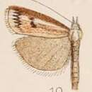 Image of Crambus dianiphalis Hampson 1908