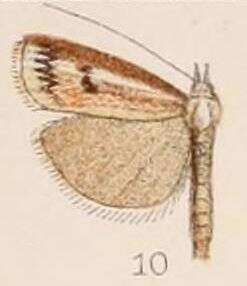 Image of Crambus dianiphalis Hampson 1908