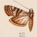 Image of Euzophera cocciphaga Hampson 1908