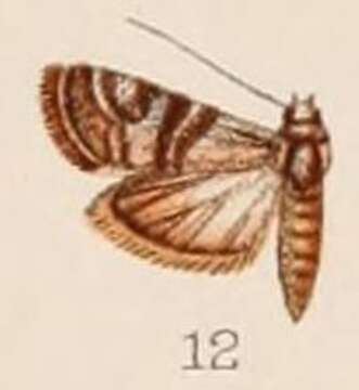 Image of Euzophera cocciphaga Hampson 1908