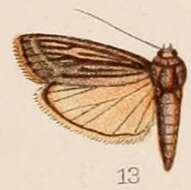 Image of Euzopherodes