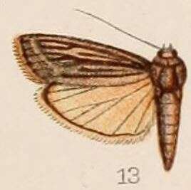 Image of Euzopherodes