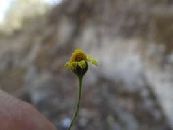 Image of Perityle cuneata var. marginata (Rydb.) I. M. Johnst.