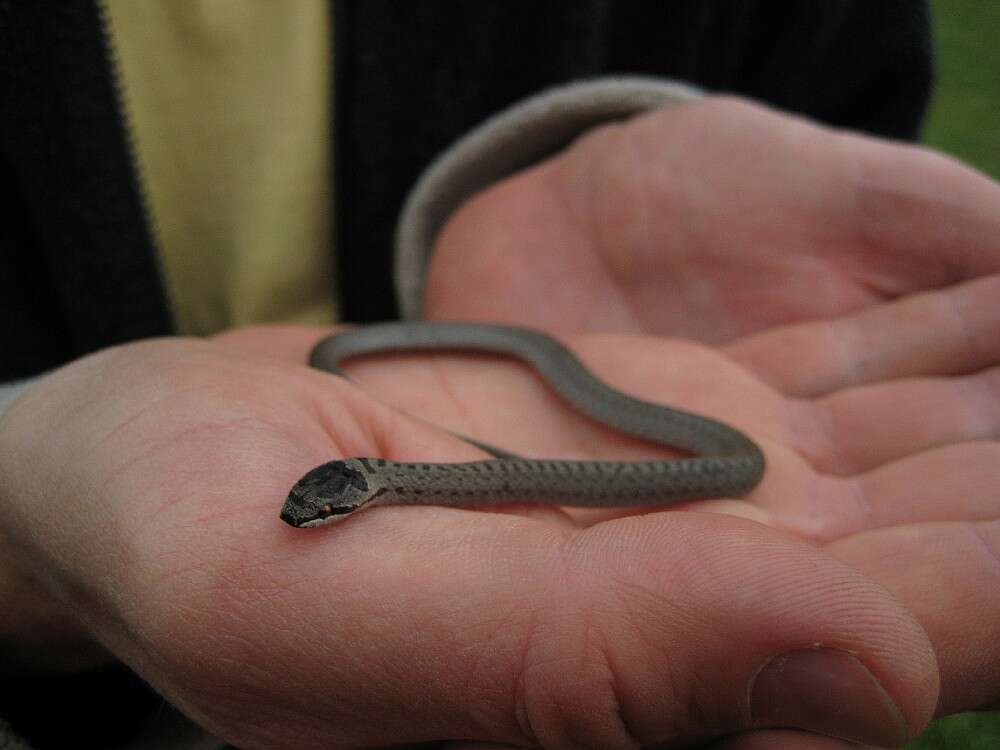Image of Smooth Snakes