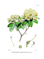 Imagem de Rhododendron campylocarpum Hook. fil.