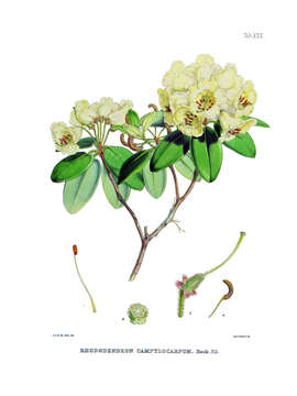 Sivun Rhododendron campylocarpum Hook. fil. kuva