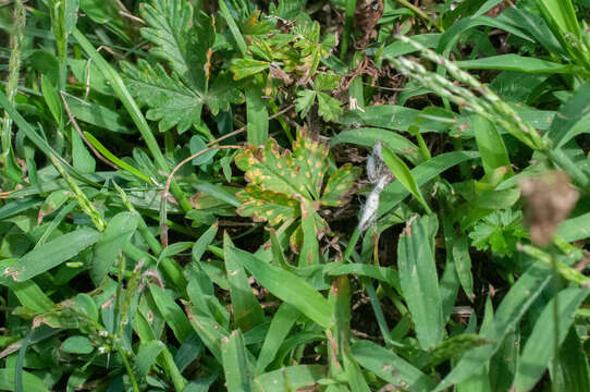 Image of Phragmidium potentillae (Pers.) P. Karst. 1878