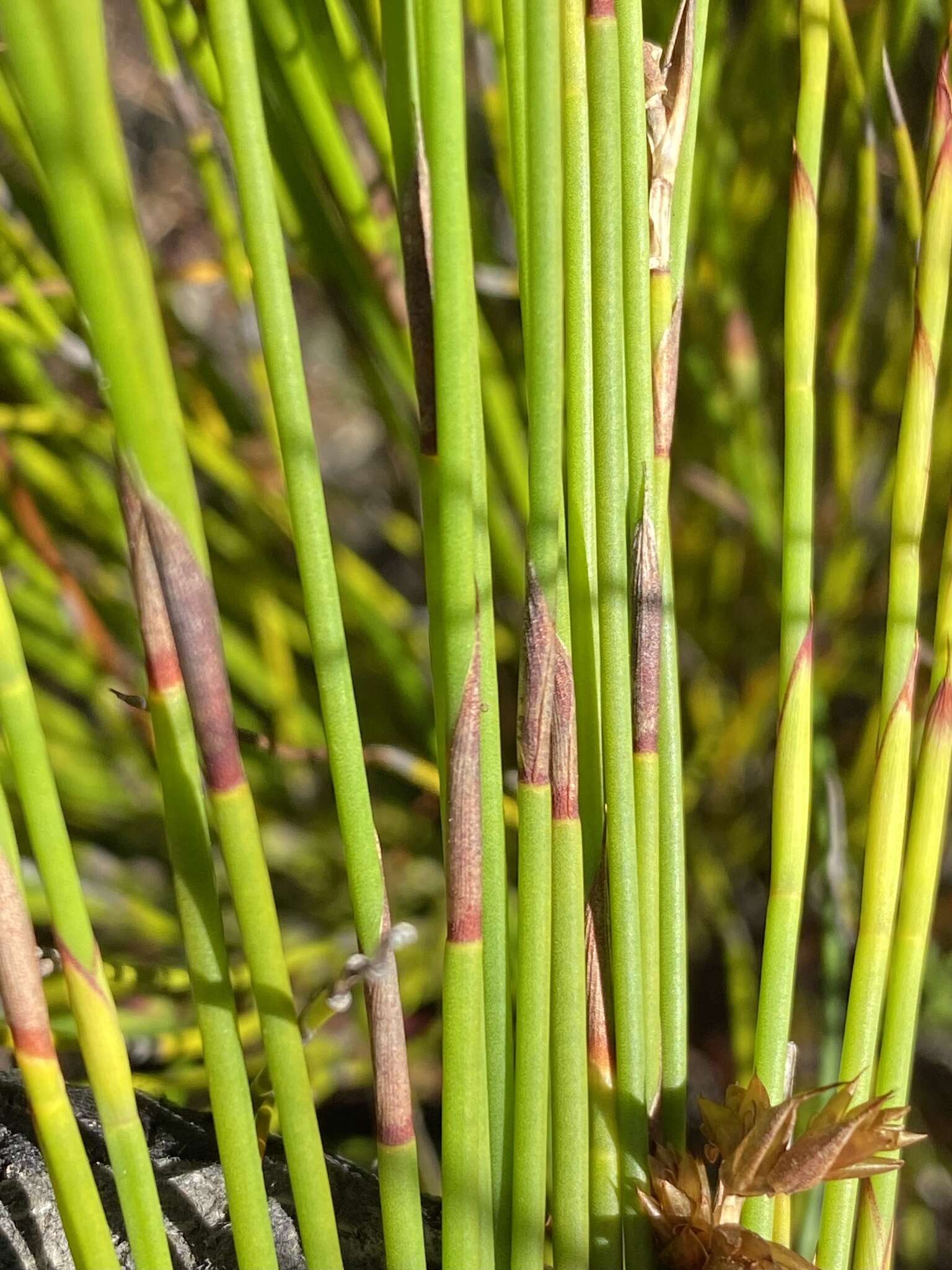 Слика од Mastersiella spathulata (Pillans) H. P. Linder