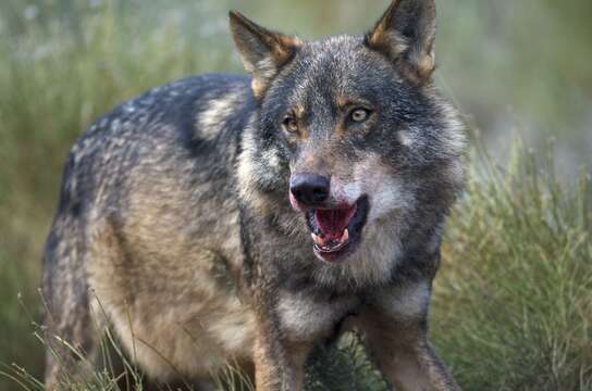 Imagem de Canis lupus signatus