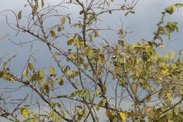 Image of Black-collared Bulbul