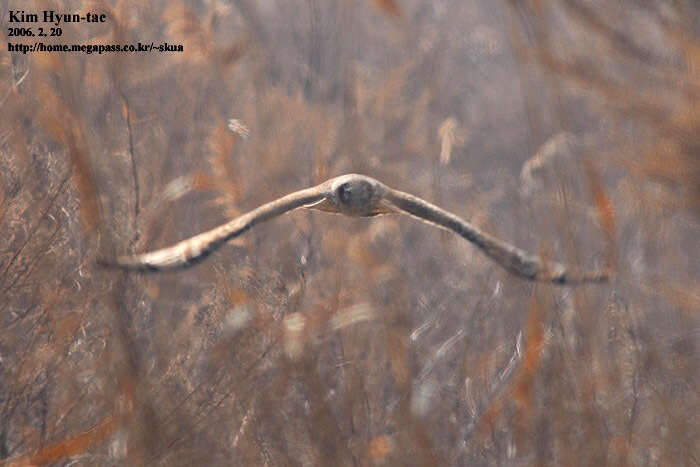 Image of Hen Harrier