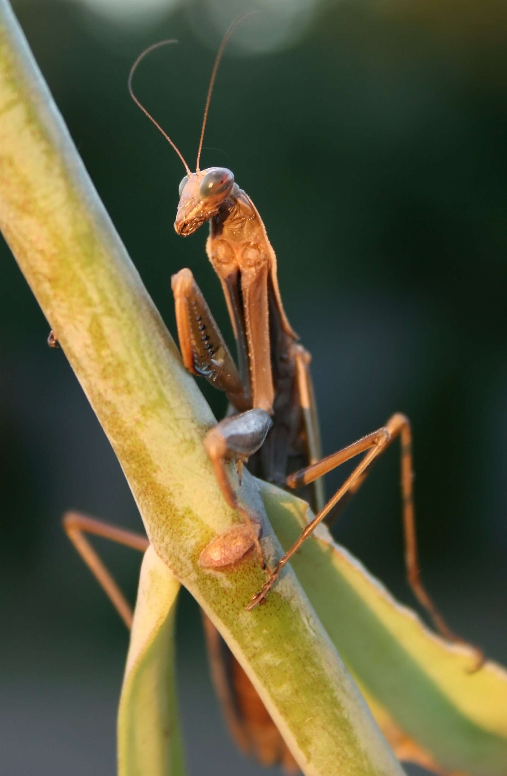 Image of Mantis