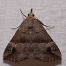 Image of Hypena mandatalis Walker 1859