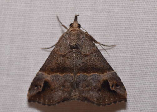 Image of Hypena mandatalis Walker 1859