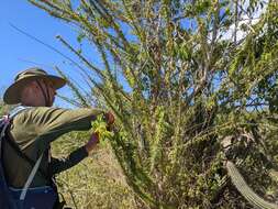 Image de Crescentia linearifolia Miers