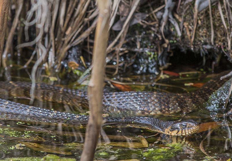 Imagem de Nerodia fasciata fasciata (Linnaeus 1766)