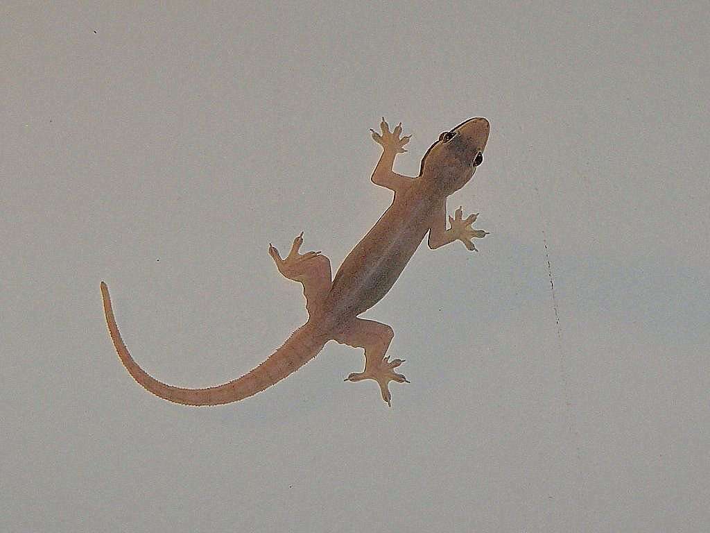 Image of Common House Gecko