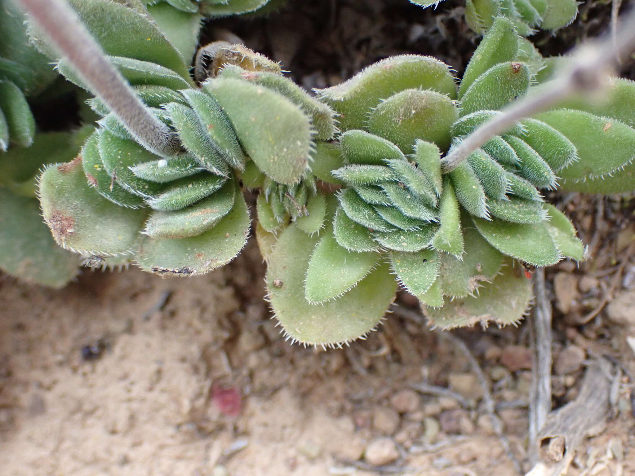 Image of Crassula tomentosa var. glabrifolia (Harv.) G. D. Rowley