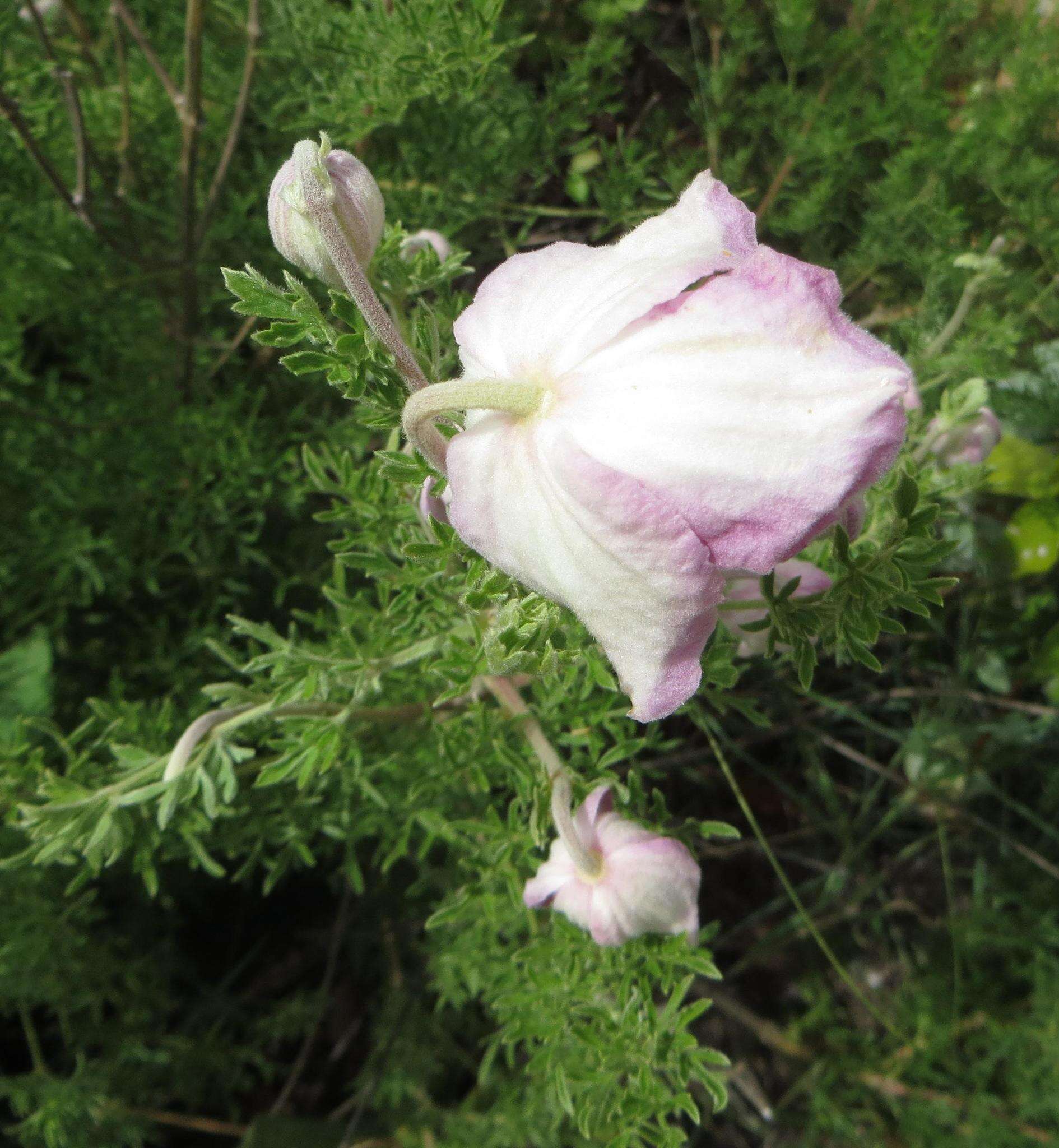 Image de Clematis villosa subsp. kirkii (Oliv.) R. K. Brummitt