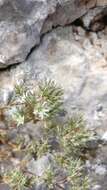 Image of Minuartia glomerata (M. Bieb.) Degen