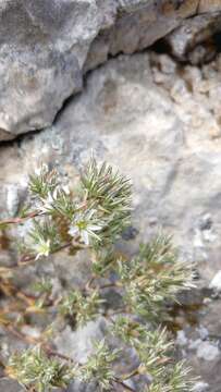 Image of Minuartia glomerata (M. Bieb.) Degen