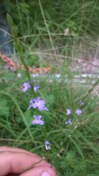 Image of Texas vervain