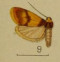 صورة Halone flavinigra Hampson 1907