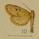 Image of Miltochrista phantasma (Hampson 1907)