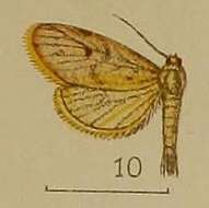 Image of Miltochrista phantasma (Hampson 1907)