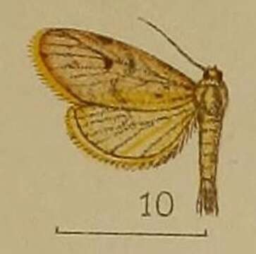 Image of Miltochrista phantasma (Hampson 1907)