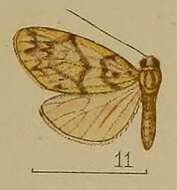 Image of Asura toxodes Hampson 1907