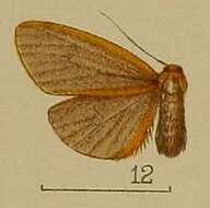 Image of Asura fulvimarginata Hampson 1904