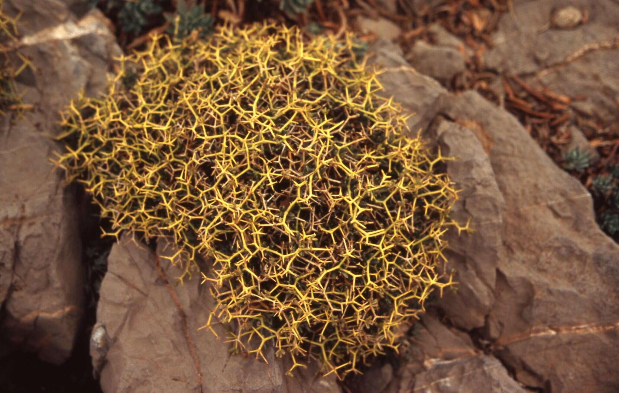 Image of Bupleurum fruticescens subsp. spinosum (Gouan) O. Bolos & Vigo