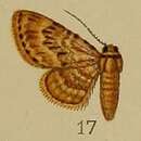 Image of Chloroclystis dentatissima Warren 1898