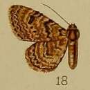 Image of Chloroclystis polygraphata Hampson 1912