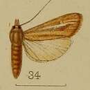 Image of Prorophora dialeuca Hampson 1912