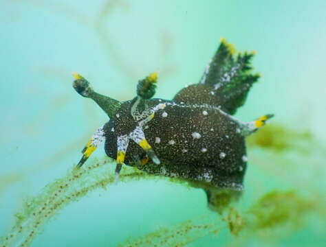 Image of Polycera hedgpethi Er. Marcus 1964