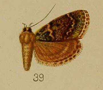 Sivun Lepidogma kuva