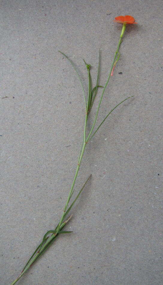 Image of Tricliceras mossambicense (A. & R. Fernandes) R. B. Fernandes