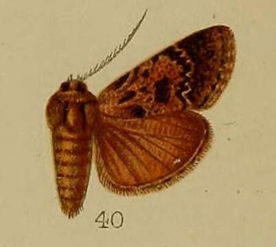 Image of Macalla eumictalis Hampson 1912