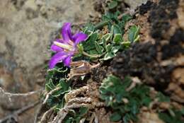 Image of Campanula afganica Pomel