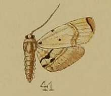 Слика од Trichophysetis umbrifusalis Hampson 1912